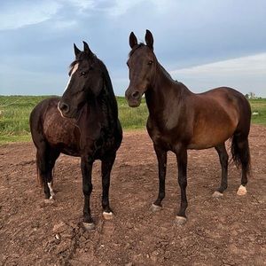 Just here to buy a horse.